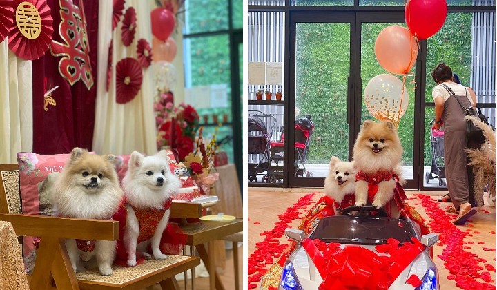 [Watch] Two Cute Malaysians Getting Married: Plot Twist, They're Pomeranians! | TRP