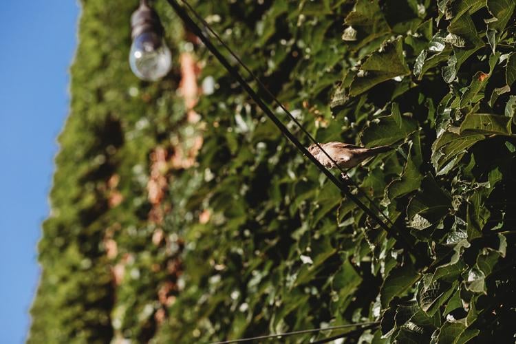 Love and Light_ Omaha Wedding Photographer_Videographer-13.jpg, bird